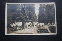 Carte Photo  Foret De Lajoux  Près Nozeroy  Passage Des Boeufs Avec Les Cultivateurs 1917 Poilu - Autres & Non Classés