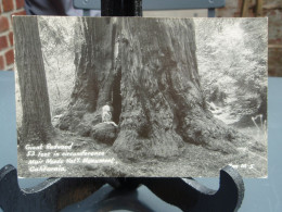 Cpa Giant Redwood 53 Feet In Circumference Muir Woods Nat'l Monument, California - Altri & Non Classificati