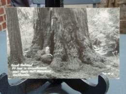 Cpa Giant Redwood 53 Feet In Circumference Muir Woods Nat'l Monument, California - Otros & Sin Clasificación