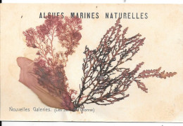 ALGUES MARINES NATURELLES  - NOUVELLE GALERIE  SABLES D'OLONNE - Sables D'Olonne