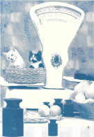 2 Petits Chats Sur Une Balance D'Epicier - Katten