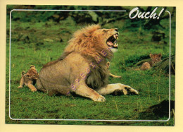 KENYA : Une Famille De Lion (format 17 X 12 Cm)  (voir Scan Recto/verso) - Kenia