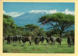 KENYA : African Wildlife, Buffalos With Mt Kilimanjaro (format 17 X 12 Cm)  (voir Scan Recto/verso) - Kenya
