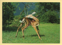 KENYA : African Wildlife, Impala (format 17 X 12 Cm)  (voir Scan Recto/verso) - Kenya