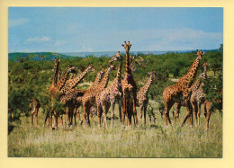 KENYA : African Wildlife, Giraffes (format 17 X 12 Cm)  (voir Scan Recto/verso) - Kenia