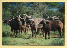 KENYA : African Wildlife, Buffalos (format 17 X 12 Cm)  (voir Scan Recto/verso) - Kenia