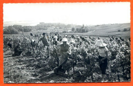 51 VENDANGES EN CHAMPAGNE La Cueillette Voy 1961 - Autres & Non Classés