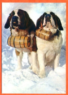 73 Savoie  LA ROSIERE Chien Chiens St Bernard  Du Col Du Petit Saint Bernard   CIM - Dogs