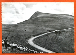 68 88 Vosges Pittoresques La Route Des Cretes Au Rothenbachkopf Berger Moutons Carte Vierge TBE - Autres & Non Classés