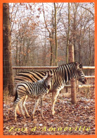 57 Moselle ZOO D AMNEVILLE Animaux Zèbre Et Son Petit Parc Zoologique Carte Vierge TBE - Zebra's