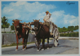 Cyprus - Ox Cart Near The Kantara Hill Resort - Chypre