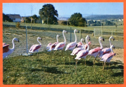 88 ETIVAL CLAIREFONTAINE Les Flamants Roses Du Chili CIM Carte Vierge TBE - Etival Clairefontaine