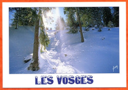 88 LES VOSGES Hiver Neige Sous Bois Carte Vierge TBE - Other & Unclassified