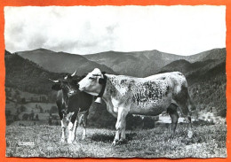 88 Vosges Pittoresques Tendresse 2 Vaches Race Vosgienne Sur Les Cretes  Carte Vierge TBE - Cows