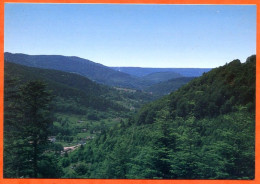88 Vosges Les Sapins Dans La Vallée Des Charbonniers  Carte Vierge TBE - Other & Unclassified