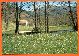 88 Vosges Les Jonquilles Fleurs Ferme  Foret Carte Vierge TBE - Other & Unclassified