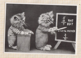 24E43 CHAT CHATS CAT Illustrateur Chats Humanisés à L'école Teacher - Katten