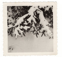 Snapshot Abstrait Paysage Abstract Neige Sapin Composition Empreinte Carré - Anonymous Persons
