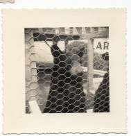 Snapshot Ours Cage Grillage Zoo - Personnes Anonymes