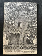 Carte Postale Ancienne Originale ALLOUVILLE Allouville-Bellefosse - Le Gros Chêne. Agé De Plus De 1000 Ans - - Allouville-Bellefosse