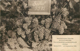69 - Villefranche Sur Saone - Etablissements Vilicoles Maclet-Botton - Seibel 5575 ( 10 Septembre 1928 ) - Raisins - Obl - Villefranche-sur-Saone