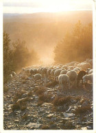 Animaux - Moutons - Transhumance - La Longue Draille. Montagne Du Bougés - CPM - Voir Scans Recto-Verso - Autres & Non Classés