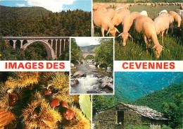 Animaux - Moutons - Les Cevennes - Multivues - CPM - Voir Scans Recto-Verso - Autres & Non Classés