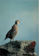Animaux - Oiseaux - Perdrix Bartavelle - Alectoris Graeca - CPM - Voir Scans Recto-Verso - Birds