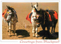 Animaux - Anes - Royaume Uni - Angleterre - England - UK - United Kingdom - Blackpool - Donkeys On The Beach - Donkeys - - Anes
