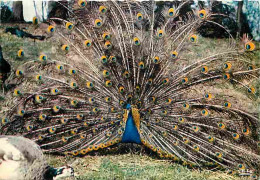 Animaux - Oiseaux - Paon Bleu - Parc Zoologique De Cleres - CPM - Voir Scans Recto-Verso - Oiseaux