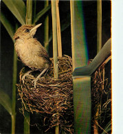 Animaux - Oiseaux - Jeune Fauvette Des Roseaux - Junger Teichrohrsânger - Young Sedge-bird - Nid - CPM - Voir Scans Rect - Vögel