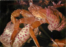 Animaux - Poissons - Image De Ia Nature - Eupagurus Prideauxi (Pagure) Et Son Commensal - Adamsia Palliata (Anémone) - C - Fish & Shellfish
