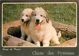 Animaux - Chiens - Chien Des Pyrénées - Chiots - Flamme Postale De Amelie Les Bains - CPM - Voir Scans Recto-Verso - Perros
