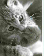 Animaux - Chats - Chatons - CPM - Voir Scans Recto-Verso - Cats