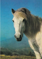 CARTOLINA  C20 ANIMALI-CAVALLI,CANI,ASINO,DELFINI,GATTI,FARFALLE,ORSI,MUCCHE,LEONI,MAIALI,NON VIAGGIATA - Horses