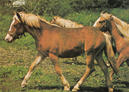 CARTOLINA  C20 ANIMALI-CAVALLI,CANI,ASINO,DELFINI,GATTI,FARFALLE,ORSI,MUCCHE,LEONI,MAIALI,NON VIAGGIATA - Horses