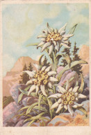 Edelweiss LAquarelle - Paintings