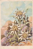 Edelweiss LAquarelle - Peintures & Tableaux