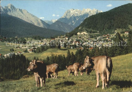 71812723 Seefeld Tirol Panorama Rinderherde Seefeld In Tirol - Andere & Zonder Classificatie