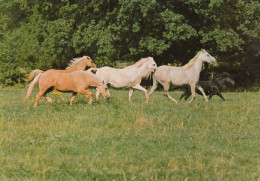 CARTOLINA  C20 ANIMALI-CAVALLI,CANI,ASINO,DELFINI,GATTI,FARFALLE,ORSI,MUCCHE,LEONI,MAIALI,VIAGGIATA 1980 - Horses