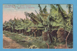 1075 SPAIN ESPAÑA GRAN CANARIA LAS PALMAS BANANAS PLANTATION RARE POSTCARD - Gran Canaria