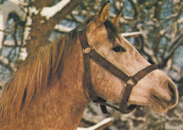 CARTOLINA  C20 ANIMALI-CAVALLI,CANI,ASINO,DELFINI,GATTI,FARFALLE,ORSI,MUCCHE,LEONI,MAIALI,NON VIAGGIATA - Horses