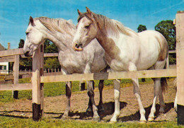 CARTOLINA  C20 ANIMALI-CAVALLI,CANI,ASINO,DELFINI,GATTI,FARFALLE,ORSI,MUCCHE,LEONI,MAIALI,NON VIAGGIATA - Horses