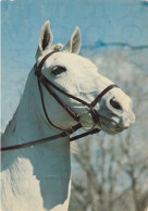 CARTOLINA  C20 ANIMALI-CAVALLI,CANI,ASINO,DELFINI,GATTI,FARFALLE,ORSI,MUCCHE,LEONI,MAIALI,VIAGGIATA 1991 - Pferde