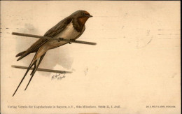 50466441 - Rauchschwalbe Sign. Heubach - Birds