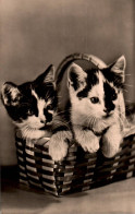 H2854 - Katze Cats - Bild Und Heimat Reichenbach DDR - Chats
