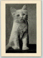 39415341 - Passepartout 100 Jahre Berliner Strassenreinigung - Cats