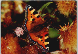 10008141 - Tiere-Insekten-Schmetterlinge Jugendherberge - Mariposas