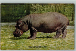 39152041 - New York City - Hippopotamuses