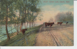 Carter Lake, Omaha  Nebraska US Dirt Road, Brown Cows On The Road And The Edge Of The Lake 2 Scans - Omaha